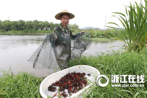 浙江湖州安吉縣梅溪鎮(zhèn)草灘家庭農(nóng)場生態(tài)養(yǎng)殖的小龍蝦豐收