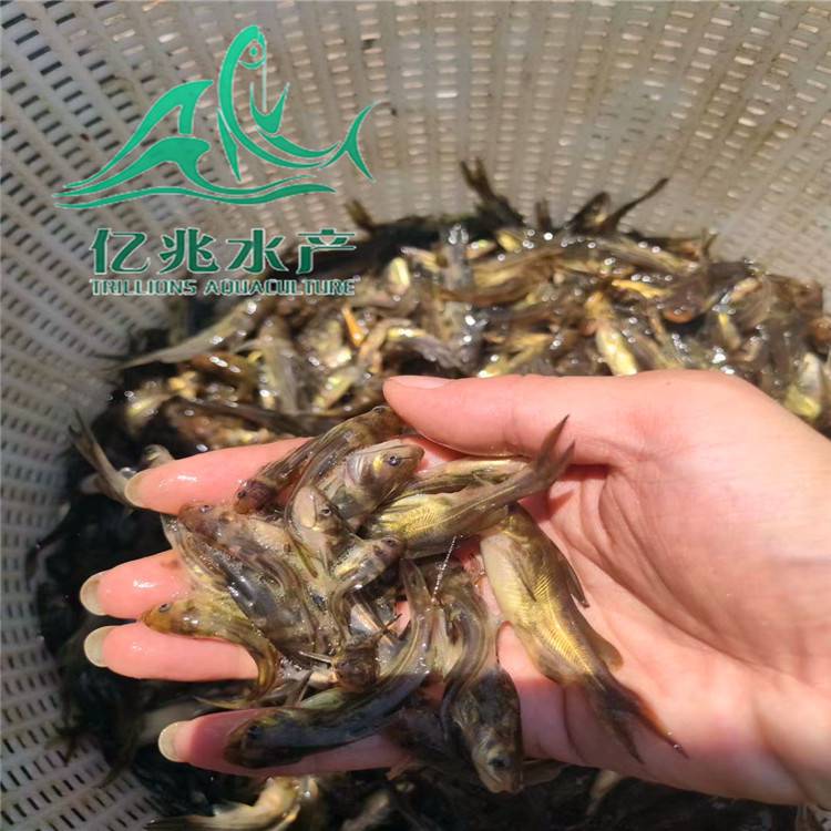 供應水產養(yǎng)殖黃骨魚苗 雜交黃顙魚苗